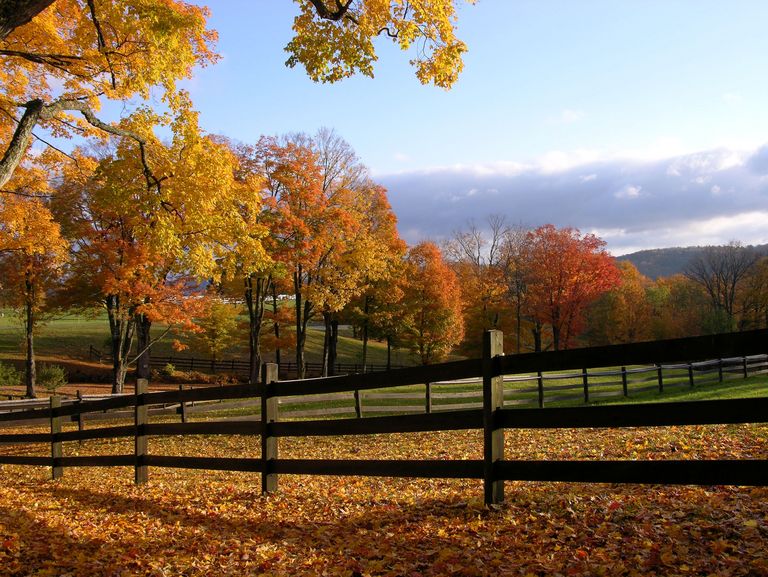 Birch Hill Paddocks in the Autumn Birch Hill Paddocks in the Autumn